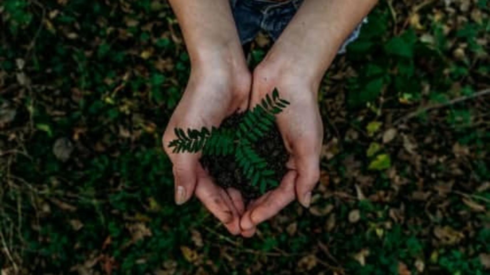 bird's eye view of person's hands holding dirt with green fern leaf sprouting up toward camera